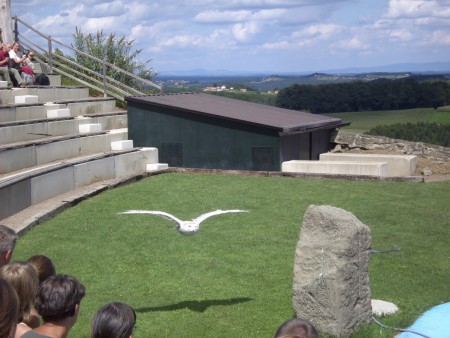 Die Eule "Gundi" Riegersburg