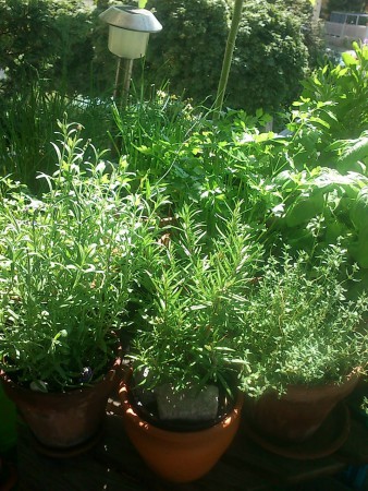 Meine Kräuter für die Küche