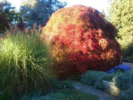 Botanischerg. - Asiatischer Ahorn im Herbst