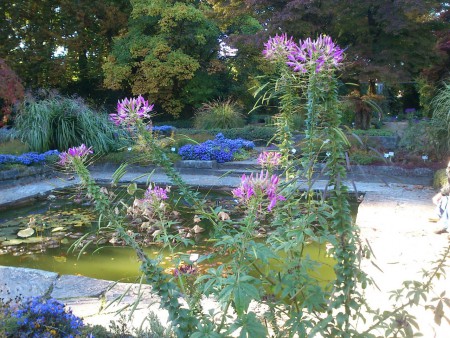 Botanischergarten in Linz 13